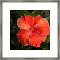 Red Hibiscus 2 Framed Print