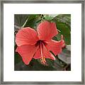 Red Hibiscus Flower Framed Print