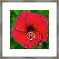 Red Hibiscus H11 Framed Print