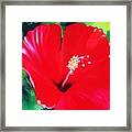 Red Hibiscus Framed Print