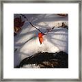 Red Leaf Framed Print