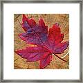 Red Leaf On Stump Framed Print