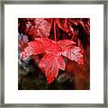 Red Leaf Framed Print