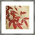 Red Leaves Framed Print