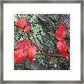 Red Leaves Framed Print