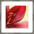 Red Lily For Wealth And Prosperity. Framed Print