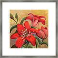 Red Lily/ Queen Of Garden Framed Print