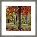 Red Maple And Yellow Trees Framed Print