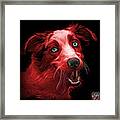 Red Merle Australian Shepherd - 2136 - Bb Framed Print