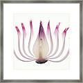 Red Onion Translucent Peeled Layers Framed Print