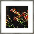 Red, Orange, Lilies Framed Print