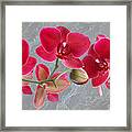 Red Orchid Panoramic Framed Print