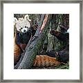 Red Panda Cubs At Play Framed Print