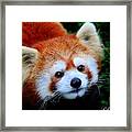 Red Panda Framed Print