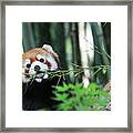 Red Panda Framed Print
