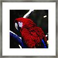 Red Parrot Framed Print
