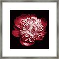 Red Peony On Black Framed Print