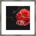 Red Plum In Early Spring Framed Print