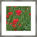 Red Poppie Anemone Field Framed Print