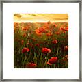 Red Poppies In The Sun Framed Print