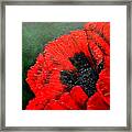 Red Poppy Acrylic Framed Print