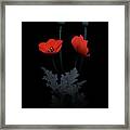 Red Poppy Flower Framed Print