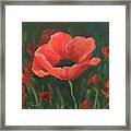 Red Poppy Framed Print