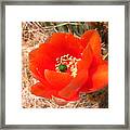 Red Prickly Pear Flower Framed Print