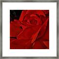 Red Red Rose Framed Print