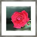 Red-red Rose. Framed Print