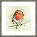 Red Robin Framed Print