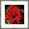Red Rose 1a Framed Print