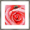 Red Rose And Bee Framed Print