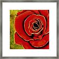 Red Rose Blooms Framed Print