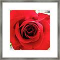 Red Rose Framed Print