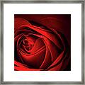 Red Rose Close Framed Print