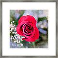 Red Rose Elegance Framed Print