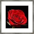 Red Rose On Black 1 Framed Print