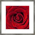 Red Rose With Dew Framed Print