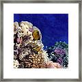 Red Sea Exotic World Framed Print