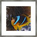Red Sea Twoband Anemonefish 2 Framed Print