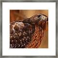 Red Shouldered Hawk 1 Framed Print