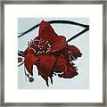 Red Silk Cotton Flower Framed Print