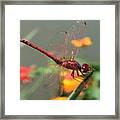 Red Skimmer Or Firecracker Dragonfly With Lantana Background Framed Print