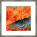 Red Spotted Fritillary Framed Print