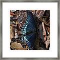 Red Spotted Purple Admiral Framed Print