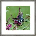Red-spotted Purple Butterfly On Butterfly Bush Framed Print