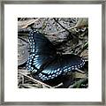 Red Spotted Purple Swallowtail Butterfly Framed Print