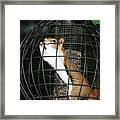 Red Squirrel Jail Framed Print