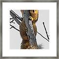 Red Squirrel Framed Print